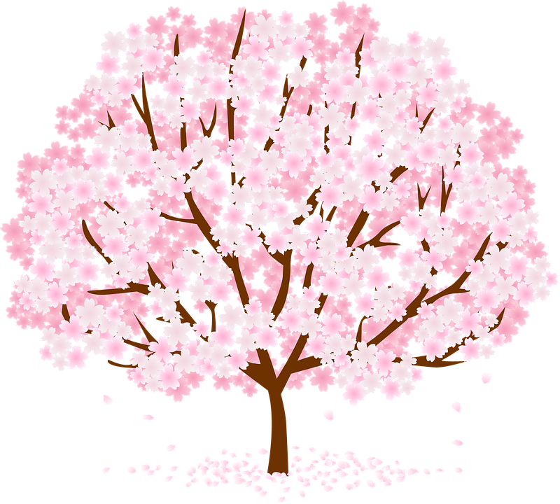 Blooming Cherry Blossom Tree PNG Image