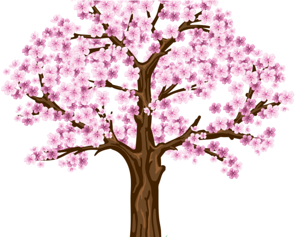 Blooming Cherry Blossom Tree Illustration PNG Image