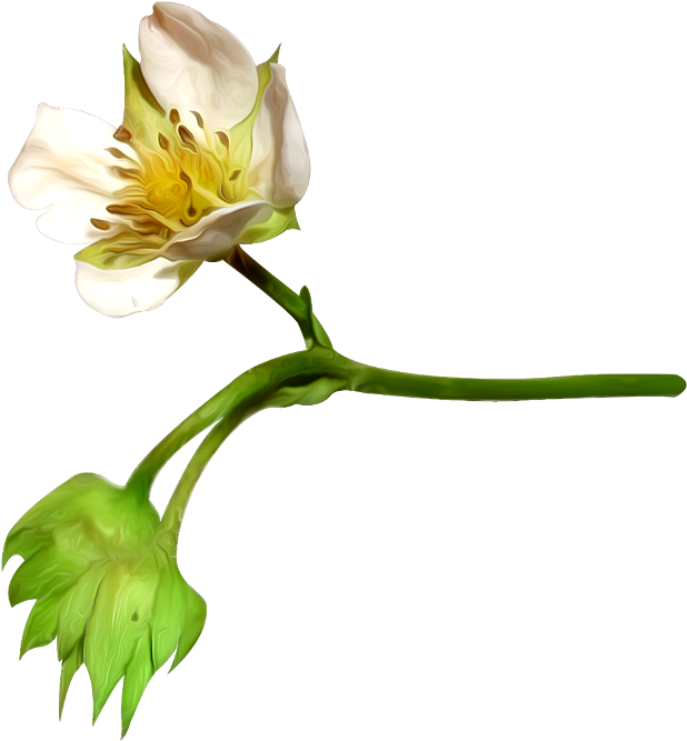 Blooming Cotton Flower PNG Image