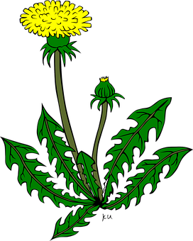 Blooming Dandelion Illustration PNG Image