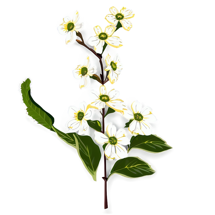 Blooming Dogwood Png Quj16 PNG Image