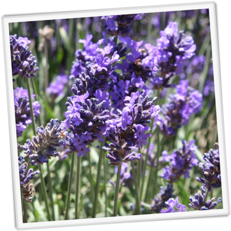 Blooming English Lavender Field PNG Image