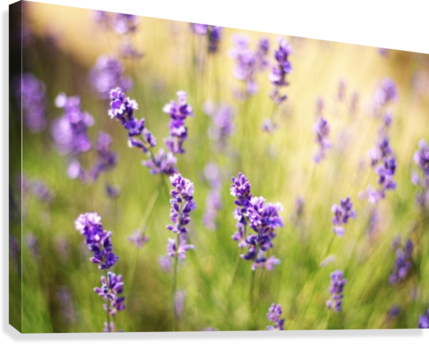 Blooming English Lavender Field PNG Image