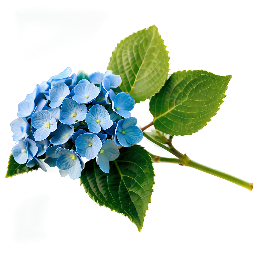 Blooming Hydrangea Png Kqv11 PNG Image