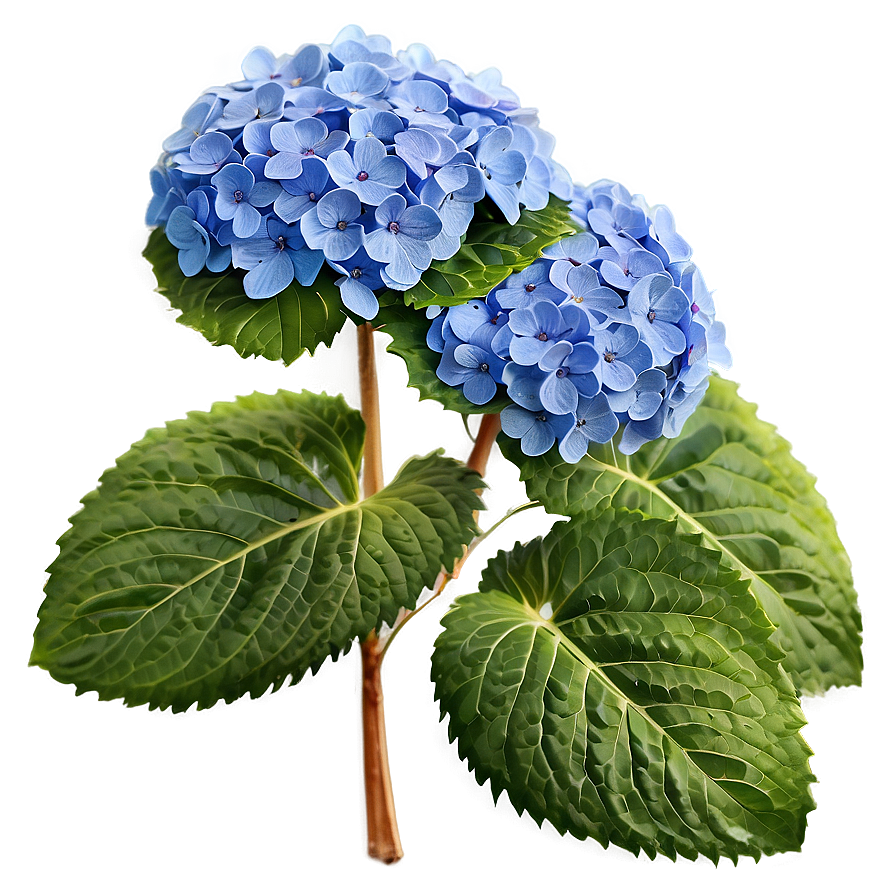 Blooming Hydrangea Png Vjt PNG Image