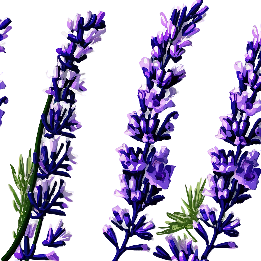 Blooming Lavender Png Ecb PNG Image