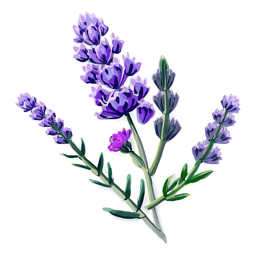 Blooming Lavender Png Sgn PNG Image