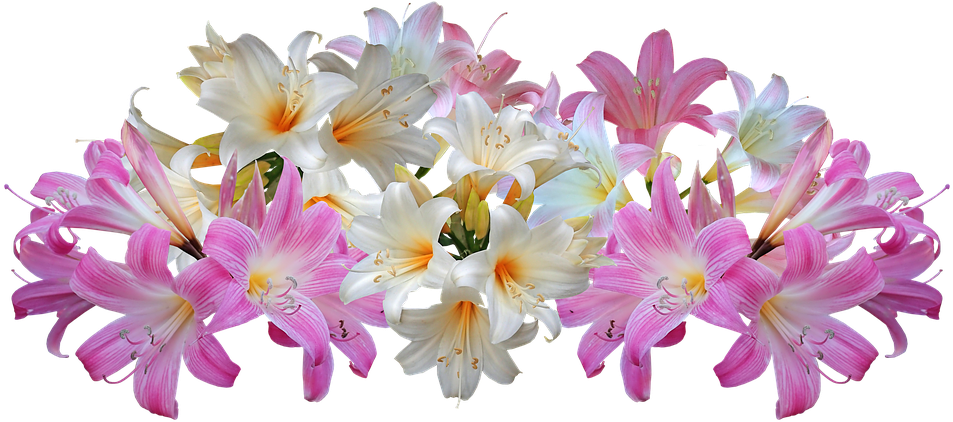 Blooming Lilies Transparent Background PNG Image