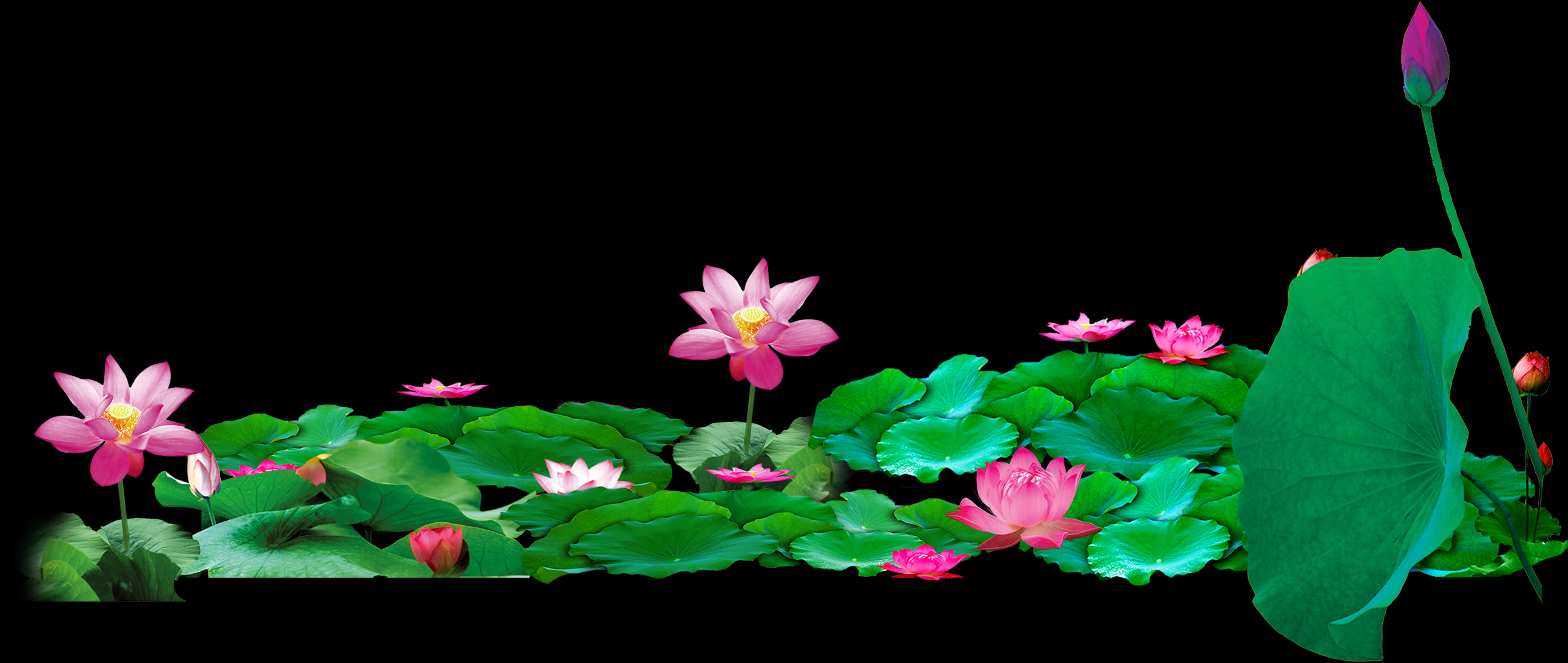 Blooming Lotus Flowers Panorama PNG Image