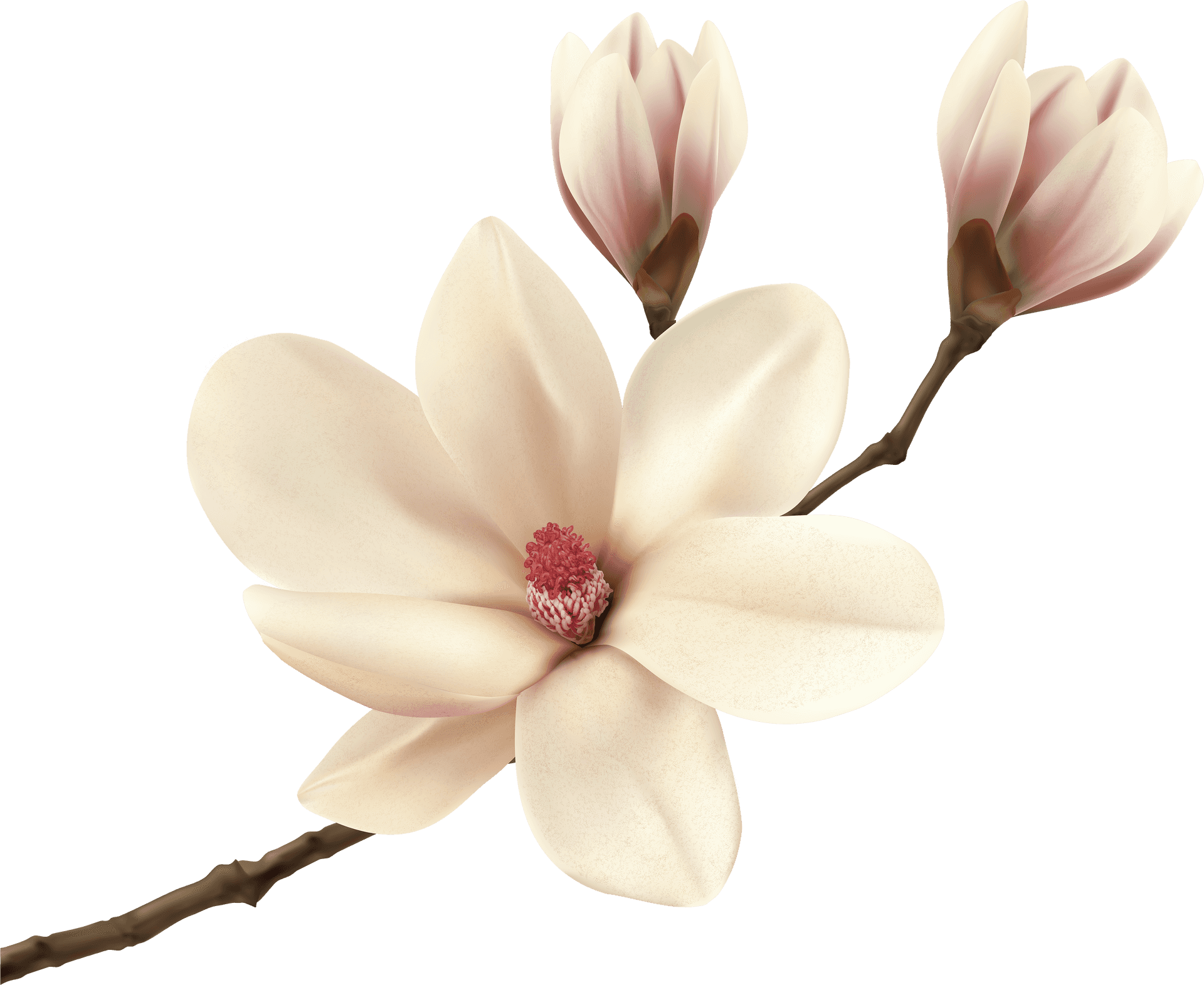 Blooming Magnolia Branches PNG Image