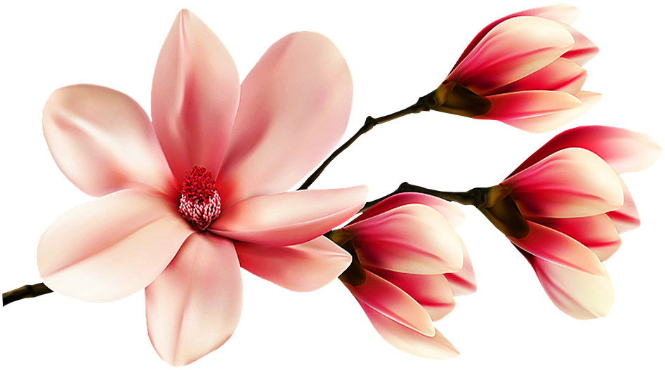 Blooming Magnolia Branches PNG Image