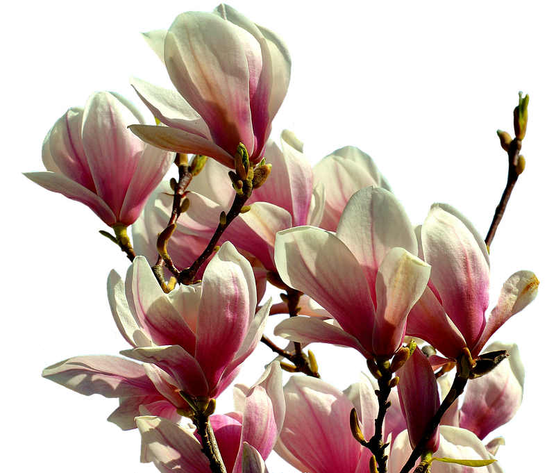 Blooming Magnolia Branches PNG Image