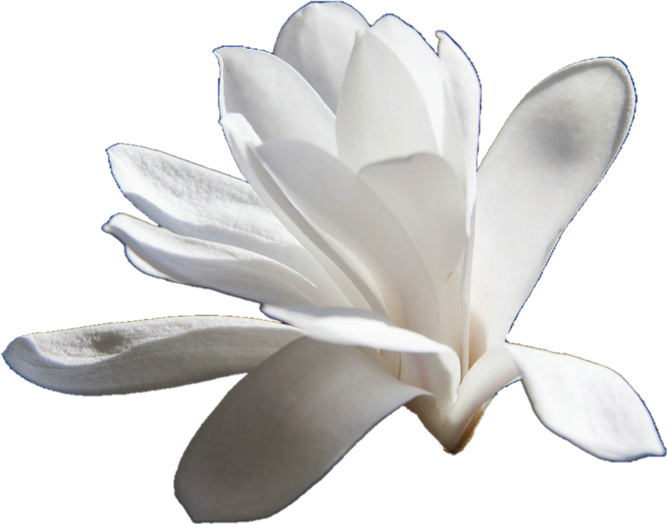 Blooming Magnolia Flower PNG Image