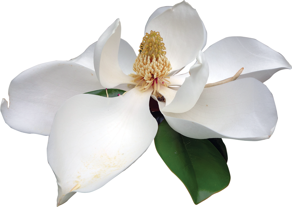 Blooming Magnolia Flower PNG Image