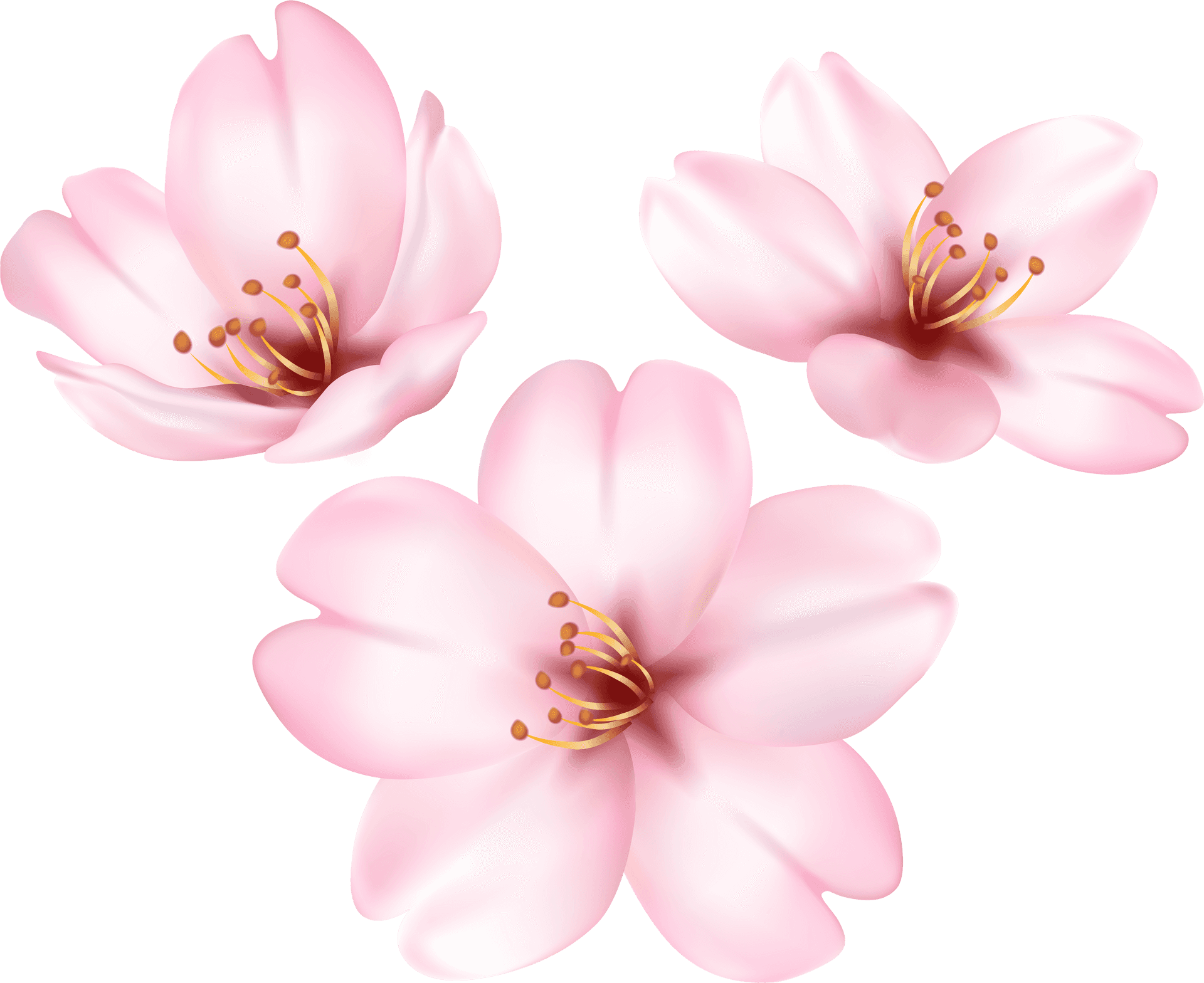 Blooming Magnolia Flowers PNG Image