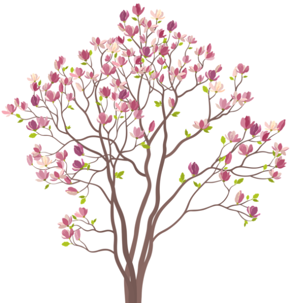 Blooming Magnolia Tree Illustration PNG Image