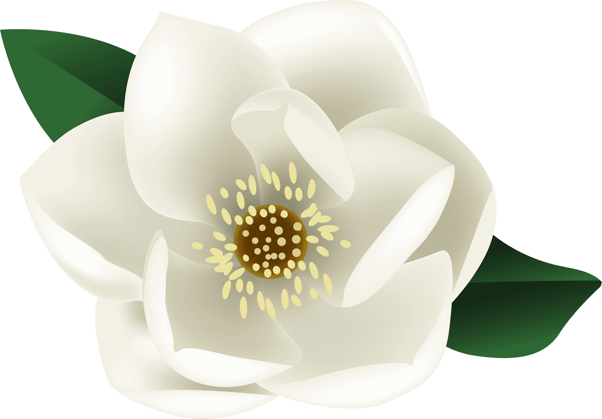 Blooming Magnolia Vector Illustration PNG Image