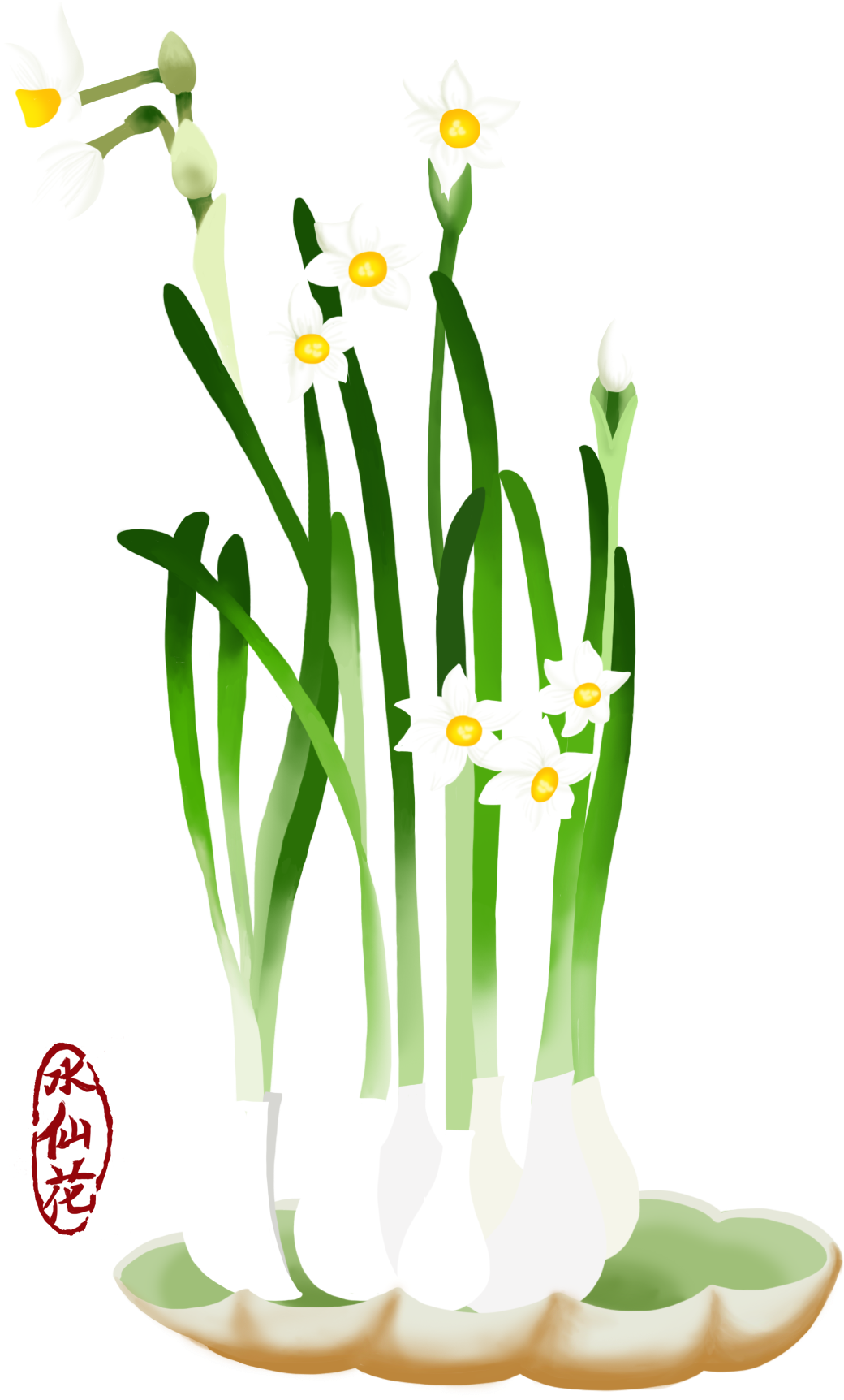 Blooming Narcissus Flowers Illustration PNG Image