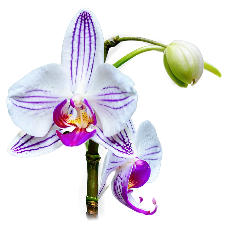 Blooming Orchid Spring Png 06272024 PNG Image