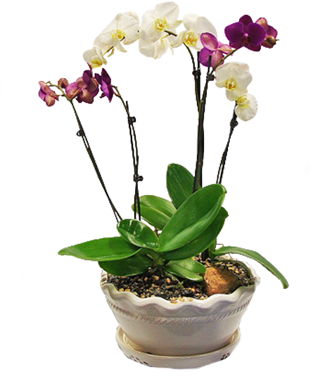 Blooming Orchidsin Ceramic Pot PNG Image