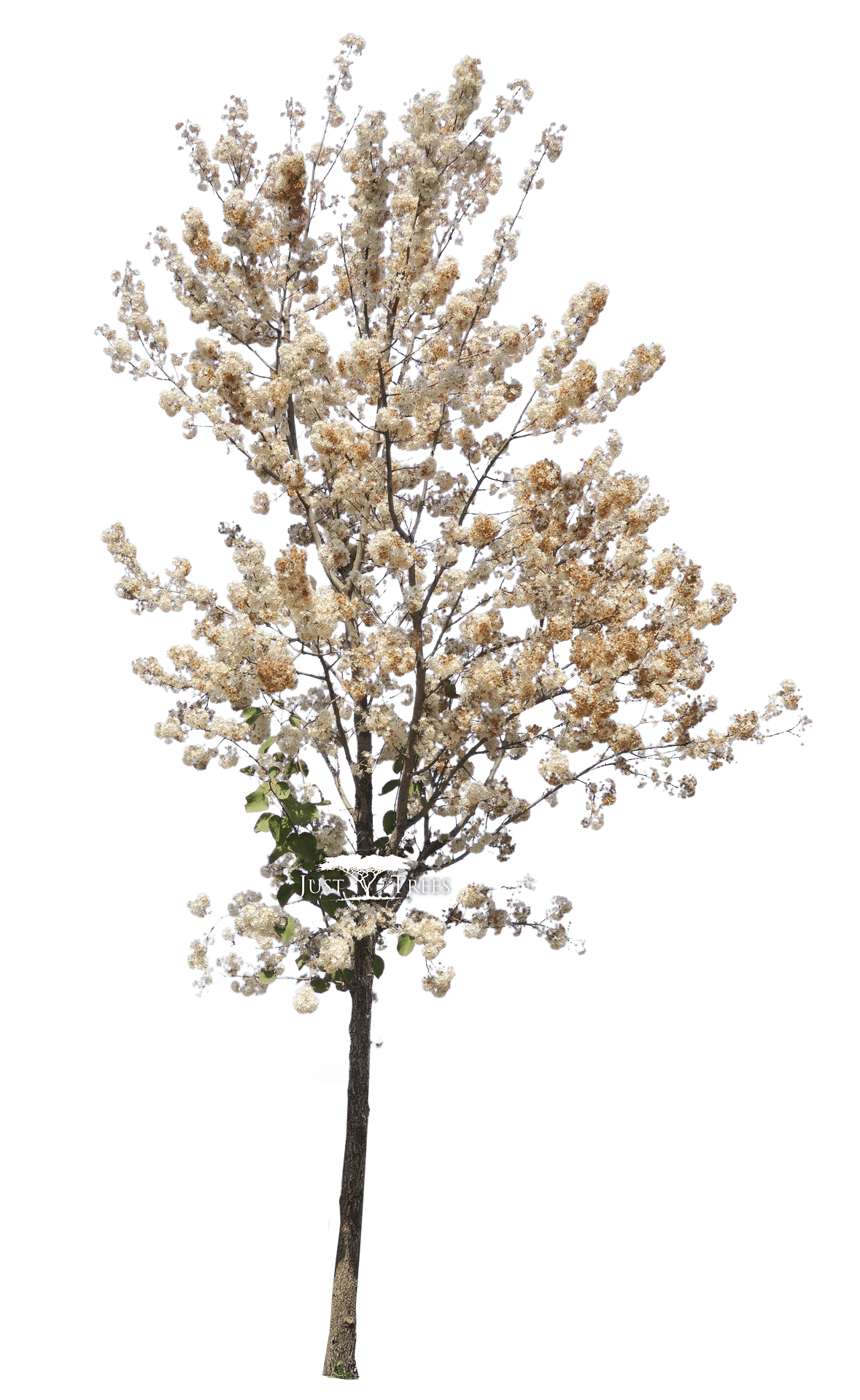 Blooming Pear Tree Isolated PNG Image