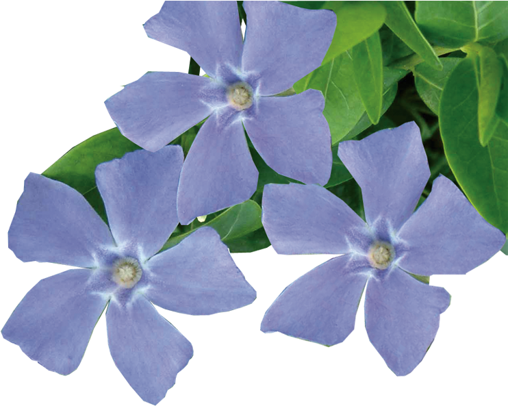 Blooming Periwinkle Flowers PNG Image