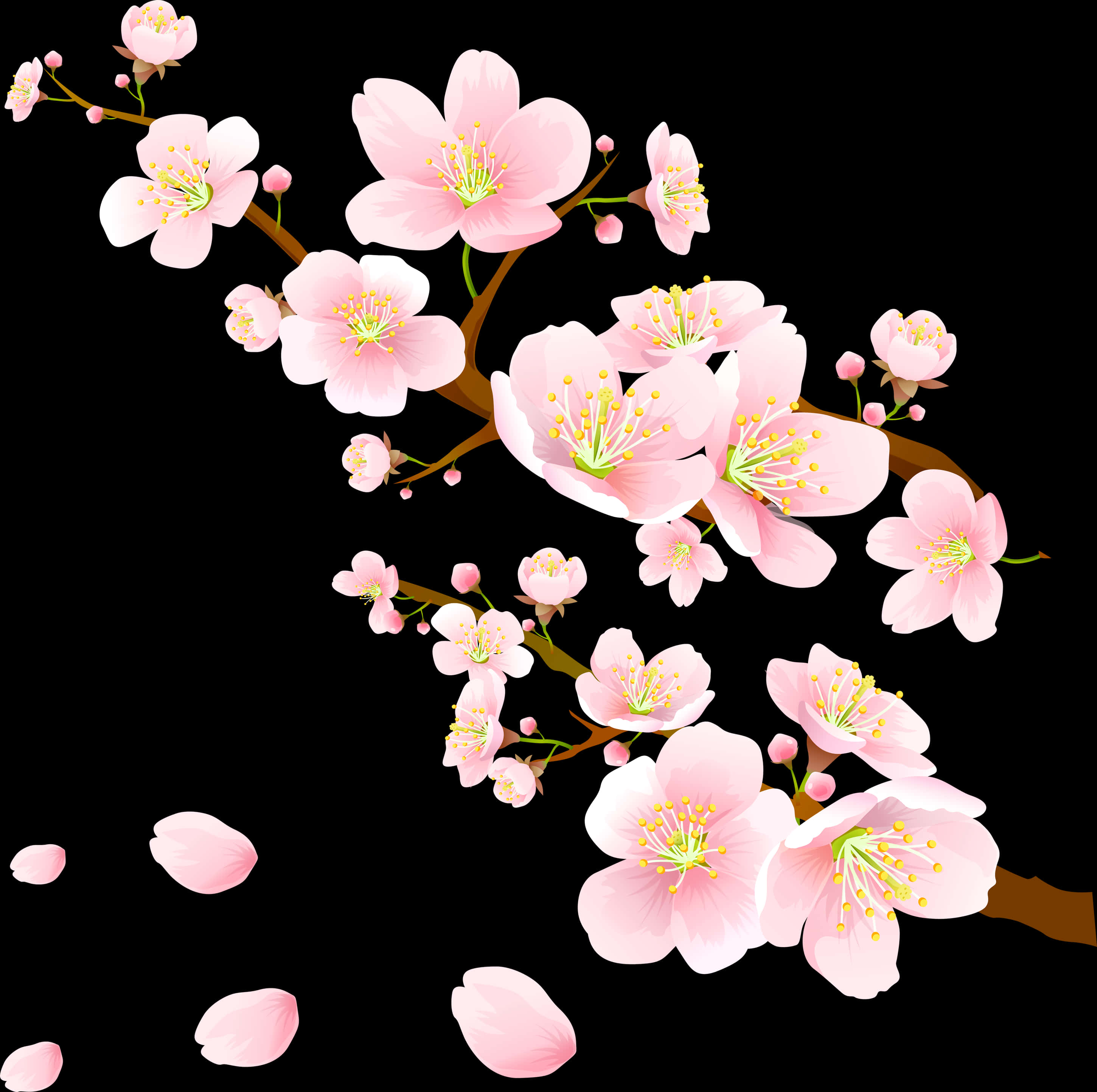 Blooming Pink Cherry Blossoms PNG Image