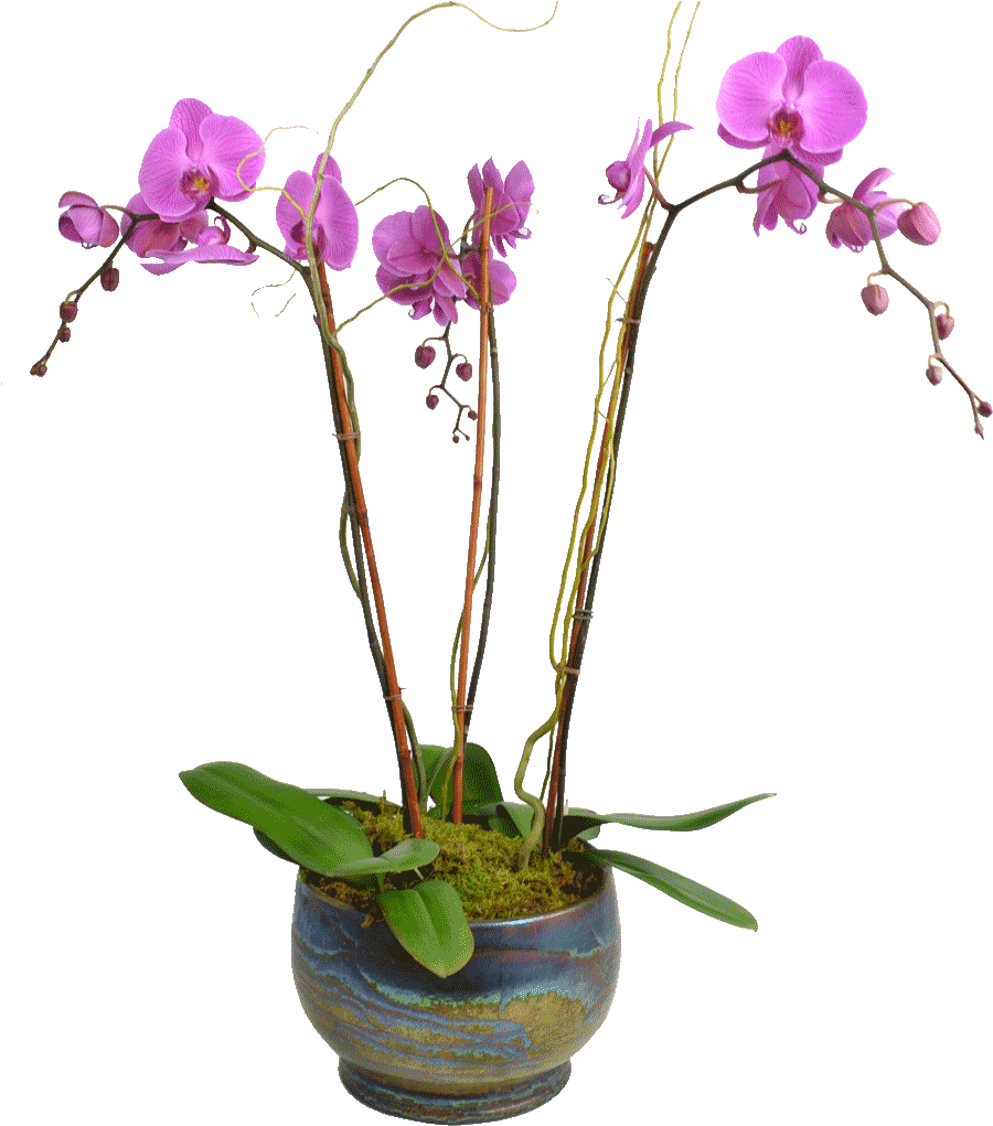 Blooming Pink Orchidin Pot PNG Image