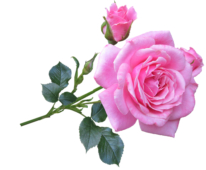 Blooming Pink Rose Transparent Background PNG Image