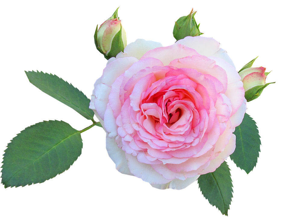 Blooming Pink Rose Transparent Background PNG Image