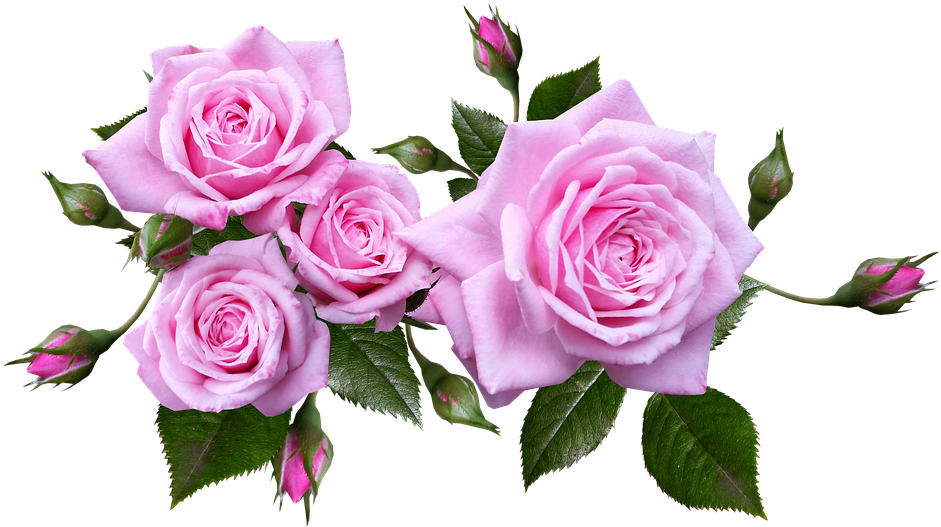 Blooming Pink Roses Transparent Background PNG Image