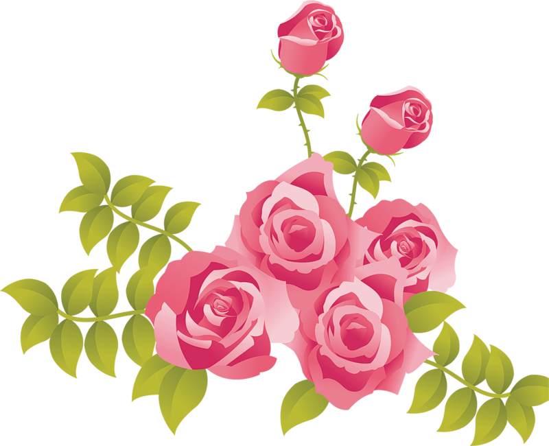 Blooming Pink Roses Vector PNG Image