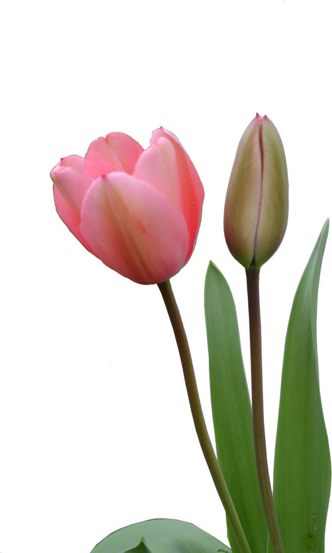 Blooming Pink Tulipand Bud PNG Image