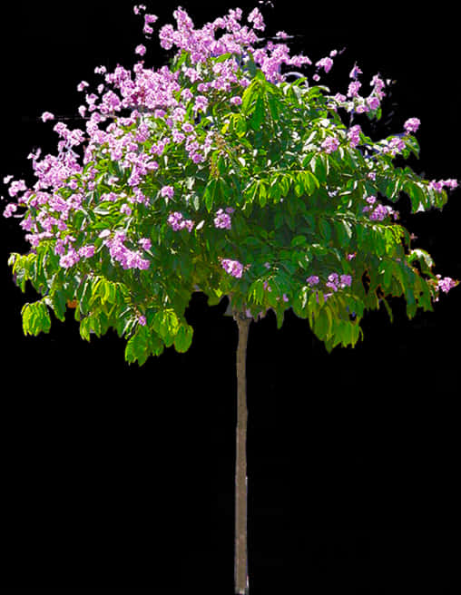 Blooming Purple Flower Treeon Black Background.jpg PNG Image