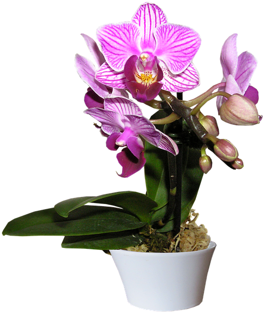 Blooming Purple Orchidin Pot PNG Image