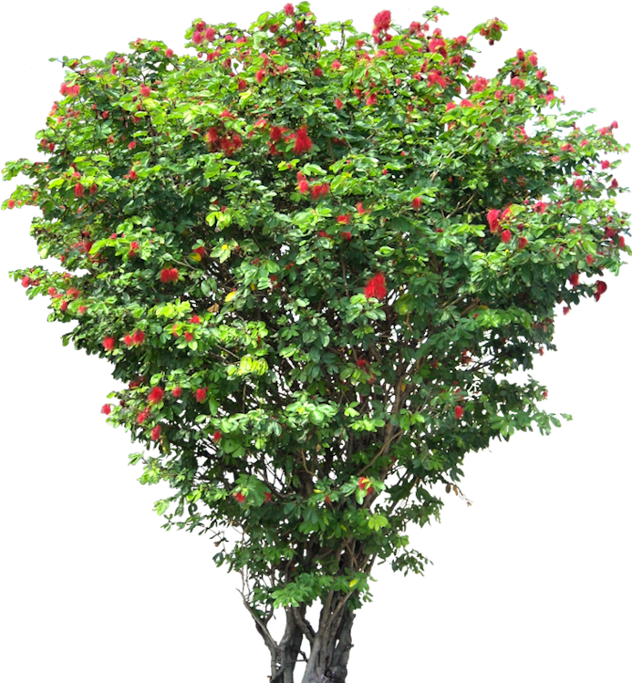 Blooming Red Flower Tree PNG Image