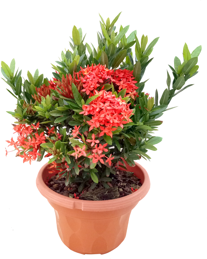 Blooming Red Flowersin Terra Cotta Pot PNG Image