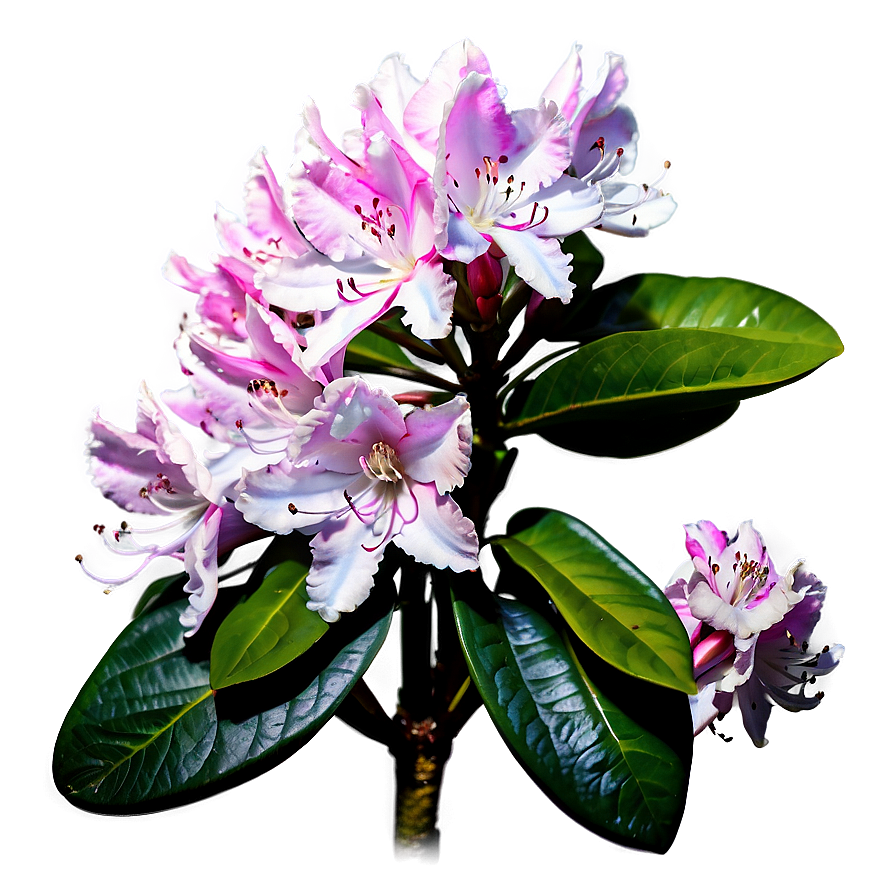 Blooming Rhododendron Png 15 PNG Image