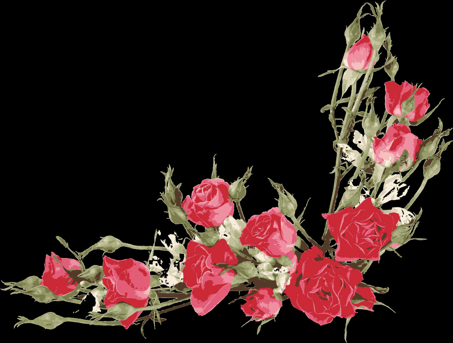 Blooming Roses Black Background PNG Image