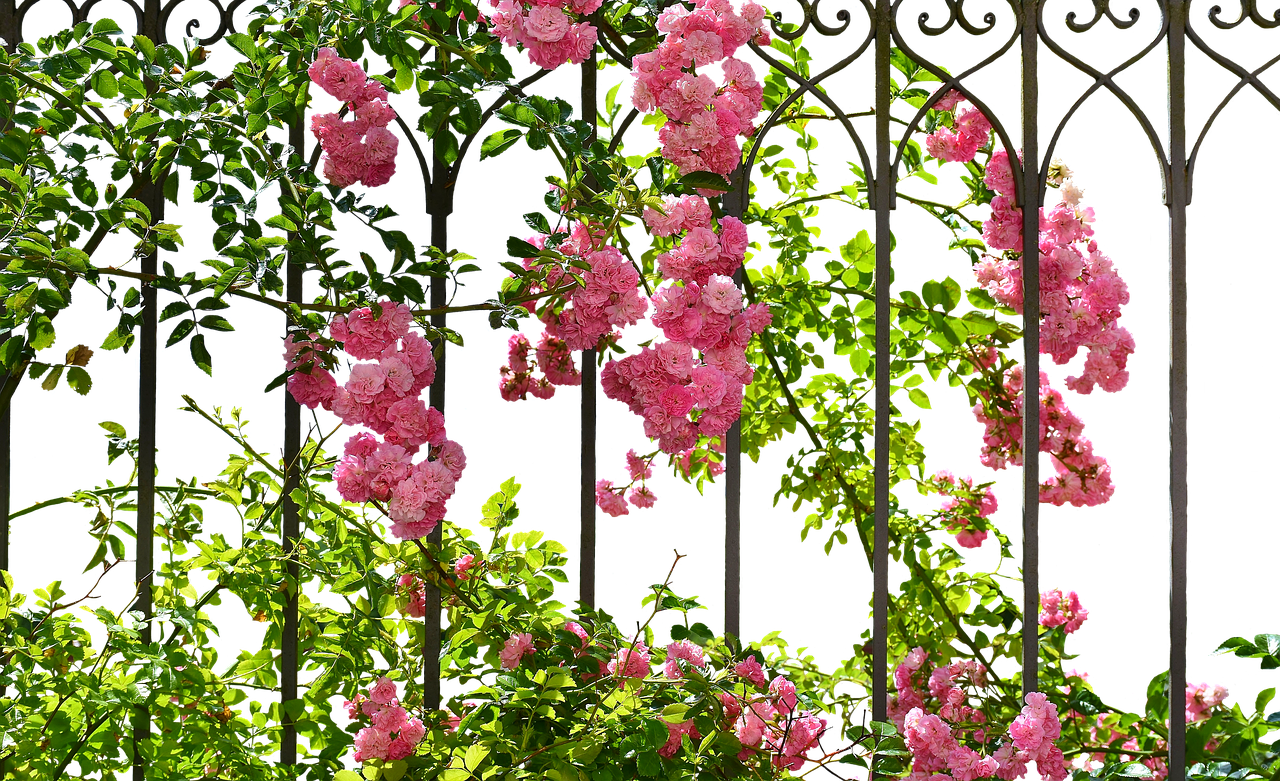 Blooming Roseson Metal Trellis PNG Image