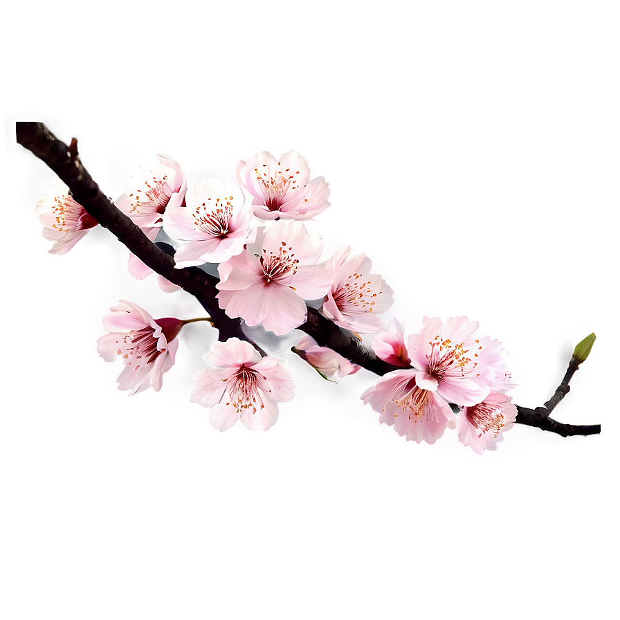 Blooming Sakura Png Ydi PNG Image