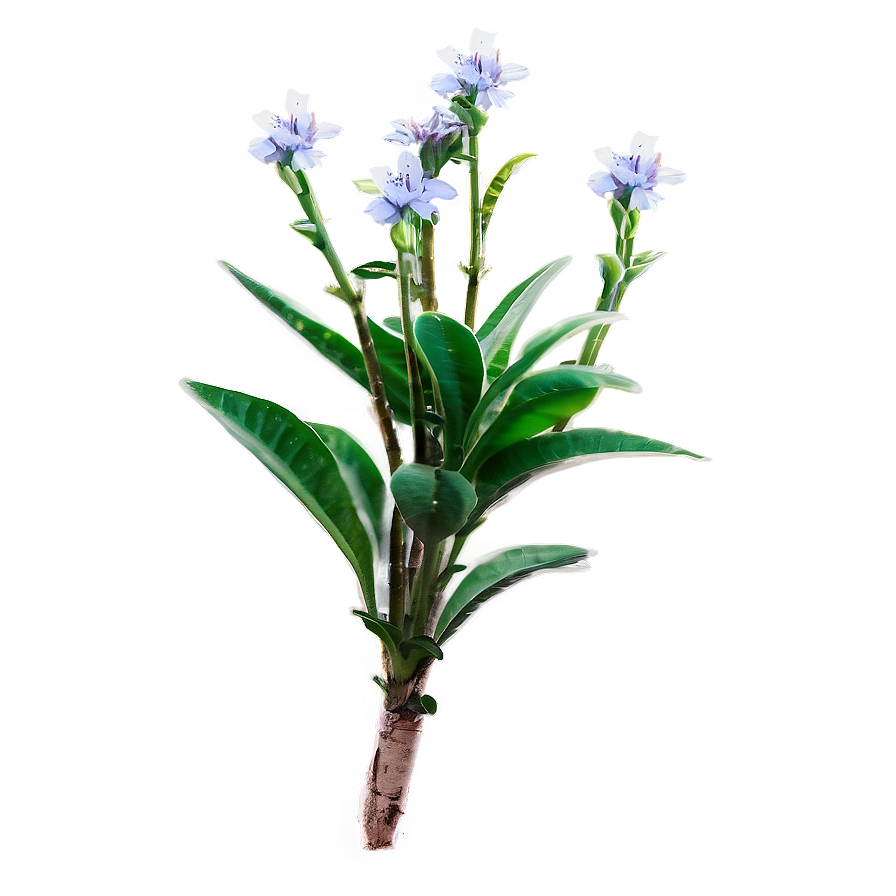 Blooming Small Plant Png 56 PNG Image