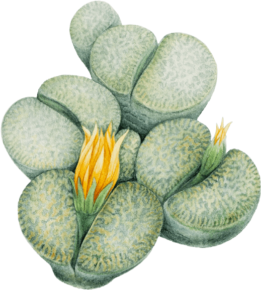 Blooming Succulent Illustration.png PNG Image