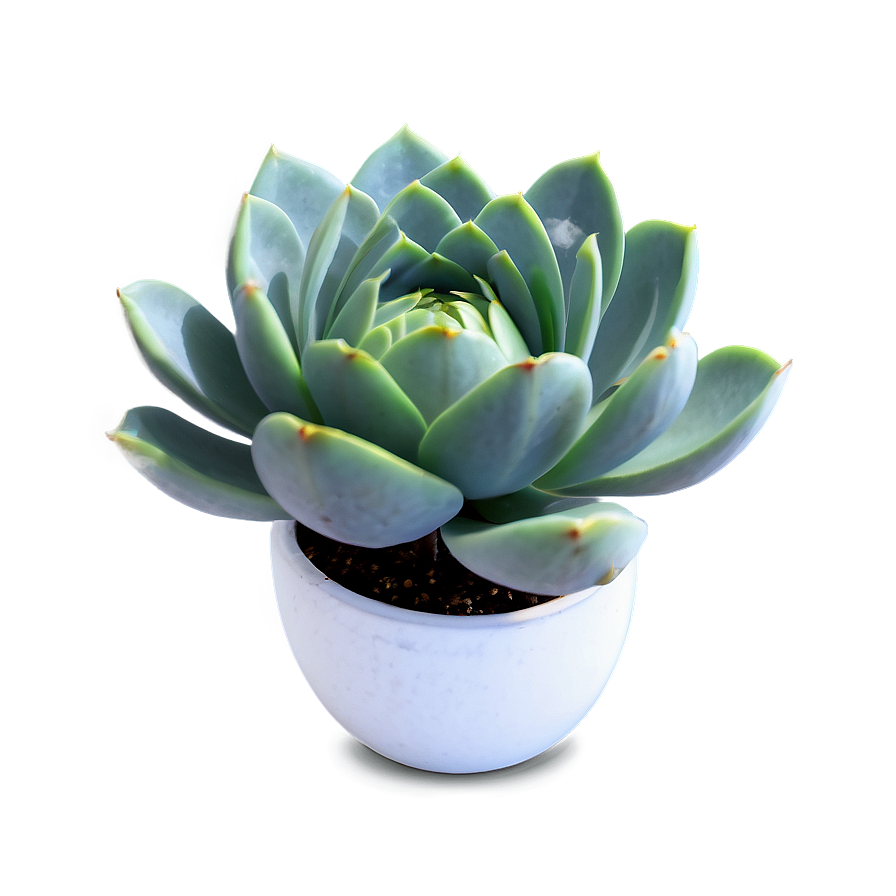 Blooming Succulent Png Gbs PNG Image