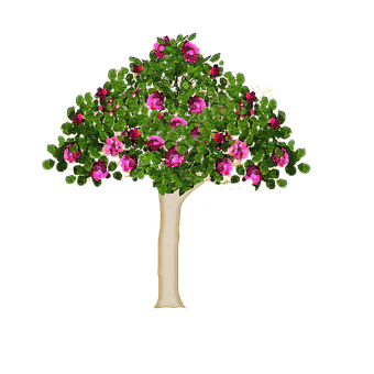 Blooming Tree Black Background PNG Image