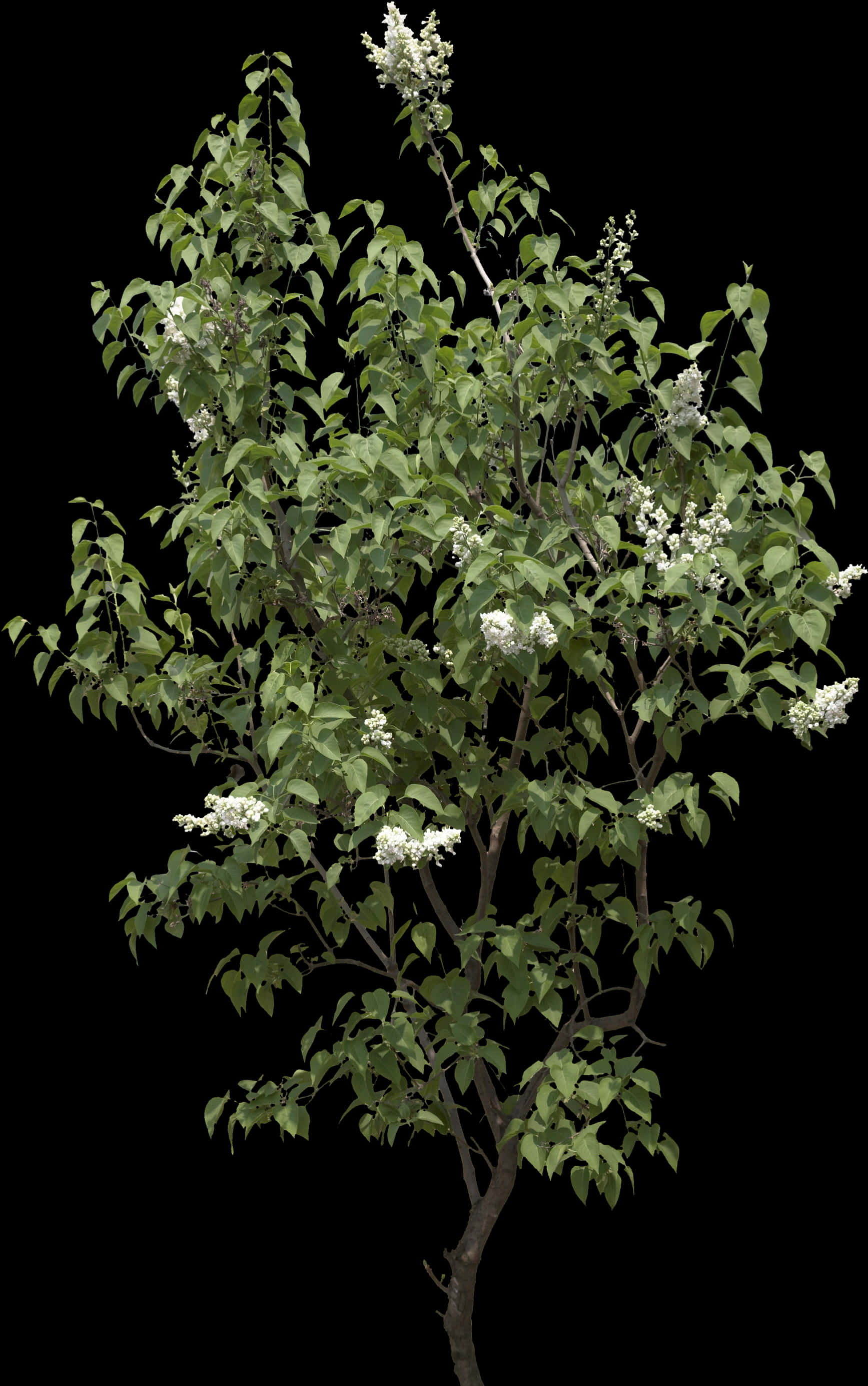 Blooming Tree Black Background PNG Image