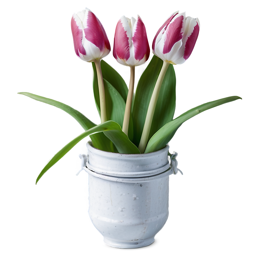 Blooming Tulip Png 05212024 PNG Image