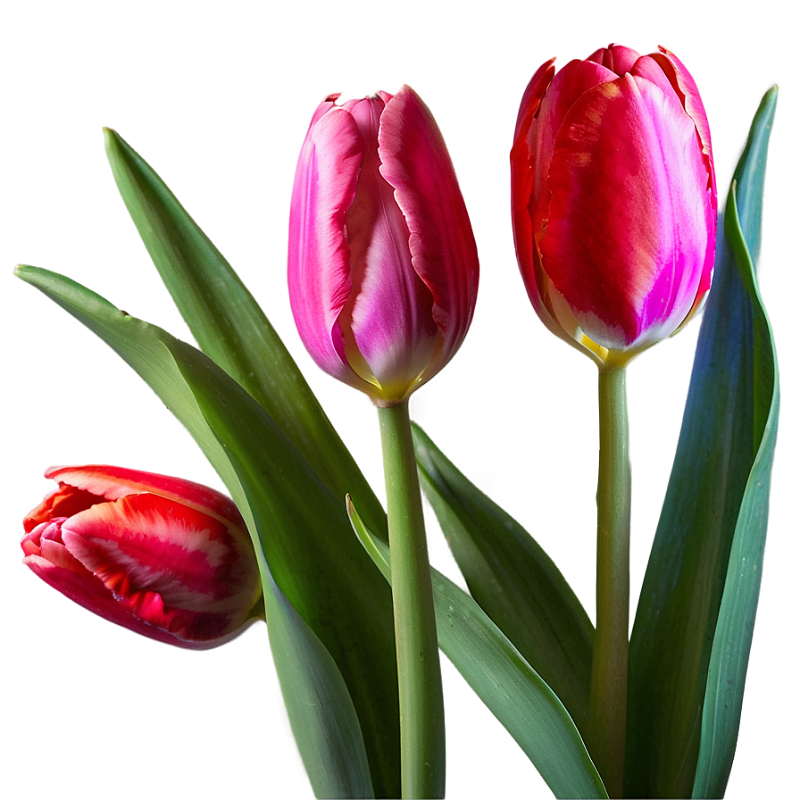 Blooming Tulips Trio Png 05242024 PNG Image