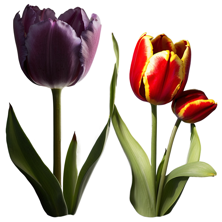 Blooming Tulips Trio Png 94 PNG Image