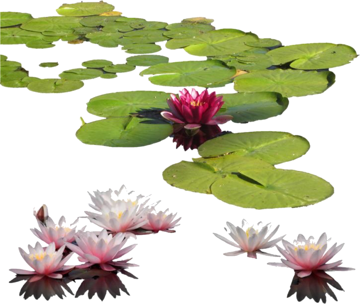 Blooming Water Lilies PNG Image